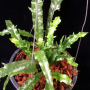 Microsorum longissimum cv. Cristatum