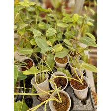 Philodendron camposportoanum 350p стакан