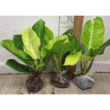 Филодендрон Мунлайт варегатная / Philodendron Moonlight variegata