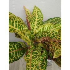 Codiaeum C-4 Tao way tus