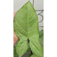 syngonium white butterfly