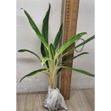 Аглаонема Байкао Нам Чок / Aglaonema Baikhao Nam Chok A-23