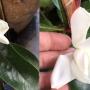 Magnolia maudiae var. platypetala (China)