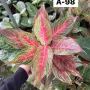 Aglaonema  Maha Nakorn A-98