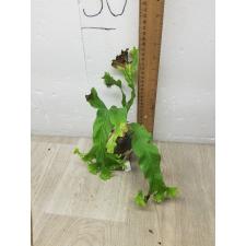 Microsorum ‘Sabud Chor’ (Special) 163