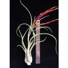 Tillandsia Caput Medusae