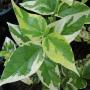 Nyctanthes arbor-tristis variegata