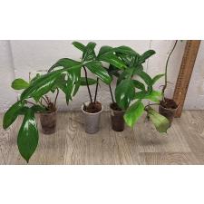 Филодендрон педатум / philodendron pedatum 