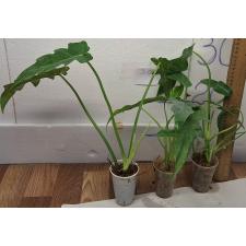 Филодендрон магнификум / Philodendron magnificum (M)