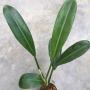 Philodendron sp.(T34