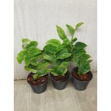 Rhaphidophora korthalsii variegated