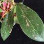 Hoya sp.569             569
