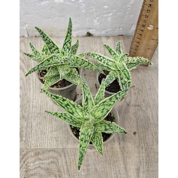 aloe sp mix