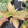 Aglaonema  Pinky Banana  A-48