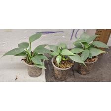 Филодендрон Сильвер Квин / Philodendron Silver Queen (S)