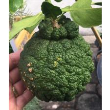 Цитрус рекулата "Ширануй" (Декопон Орандж) / Citrus reticulata 'Shiranui' (Dekopon Orange)