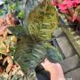 Aglaonema  Army red A-77