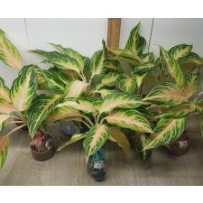 Aglaonema Panama - Pink peach A-95