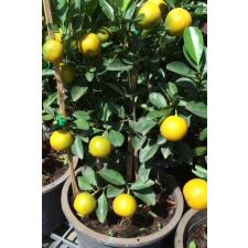 Fortunella hindsii (Citrofortunella microcarpa)