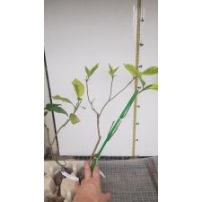 Tabernaemontana sp. Golden leaf 791