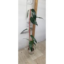 Hoya archboldiana No.2 Pink (#10)