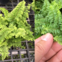 Nephrolepis exaltata cv Vintage Lace (dwarf and green leaf)