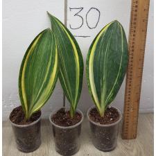 Sansevieria masoniana variegata 1 L