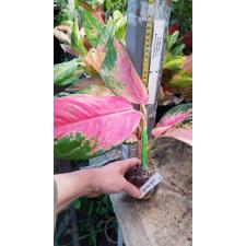 Aglaonema Khum Klaw 24