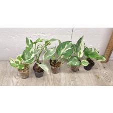 Scindapsus pictus 'N'Joy' (S)