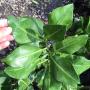 Citrus maxima (seedless) Taiwan (Grafted)