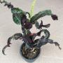 Codiaeum Suphannahong.