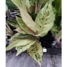 Aglaonema Brilliantly 4