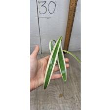 hymenocallis variegated