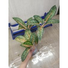 Aglaonema Indiana Queen