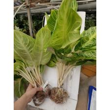 Aglaonema Lemon Lime 28