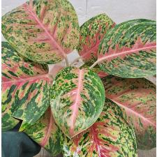 Aglaonema Boxing
