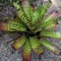 Neoregelia carcharodon 'Tiger' (L).