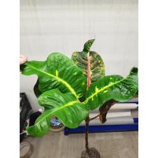 Codiaeum Matchawan 43 M