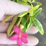 Ravenia spectabilis variegated