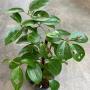 Cinnamomum zeylanicum = verum