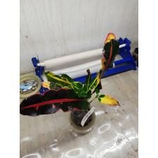 Codiaeum Pra Aroon 56