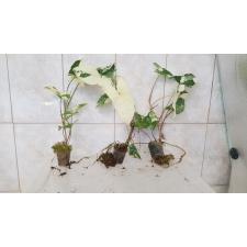 syngonium podophyllum white variegated  уценка 650р 4+ листа