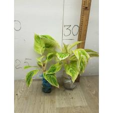 Aglaonema Green A-83