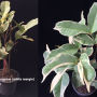 Syzygium samarangense (white margin)