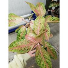 Aglaonema P-24 Tubtim