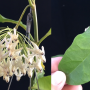 Hoya multiflora (F1) (big flower)(#870).