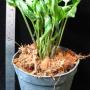 Syngonium 'Money Cup'= 'Godzilla'