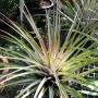 T. fasciculata 'Tropiflora' (M) 97