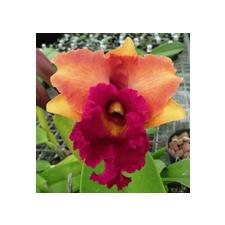 Рлк. Чиа Лин х Петч Корат / Rlc. Chia Lin x Petch Korat 