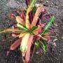 Codiaeum Mother and Daughters variegated